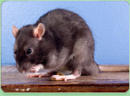 rat control Glossop